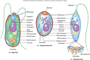 Động Vật Nguyên Sinh (Protozoa): Đặc Điểm và Vai Trò Trong Hệ Sinh Thái