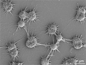 Archaea (Cổ Khuẩn) - Nhóm Vi Sinh Vật Cổ Xưa và Vai Trò Quan Trọng Trong Sinh Thái