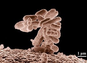 Phân Loại Vi Sinh Vật Theo Cấu Trúc Tế Bào: Eukaryotes, Eubacteria, Archaea và Virus Trong Xử Lý Nước Thải
