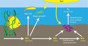 Tính Toán và Thiết Kế Hệ Thống Xử Lý Nitrat Hóa và Khử Nitrat Kết Hợp trong Xử Lý Nước Thải