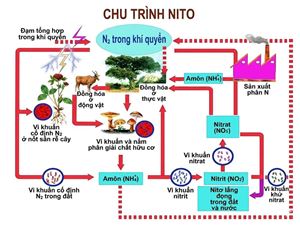 Chu Trình Nitơ Trong Xử Lý Nước Thải: Từ Amoni Đến Khí Nitơ