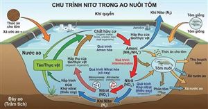 Chu Trình Nitơ Trong Tự Nhiên: Vòng Tuần Hoàn Quan Trọng Nhất Của Sự Sống