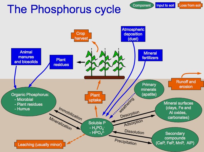 Chuyển Hóa Phosphor (P) Trong Hệ Thống Xử Lý Nước Thải Bằng Công Nghệ Sinh Học