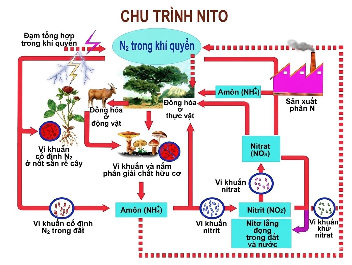 Chu Trình Nitơ