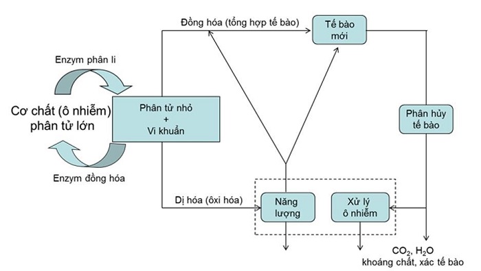 Quá Trình Phân Hủy Hiếu Khí