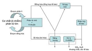 Quá Trình Phân Hủy Hiếu Khí Trong Xử Lý Nước Thải: Cơ Chế Và Tác Dụng