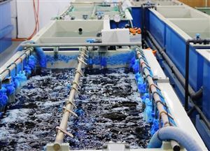 Sản Xuất Chế Phẩm Sinh Học và Các Quy Trình Xử Lý Nước Thải Từ Nhà Máy